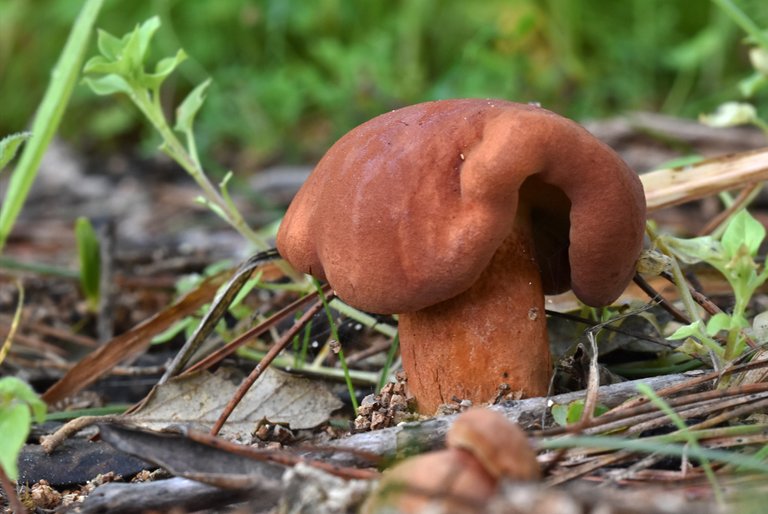 mushrooms fat brown 5.jpg
