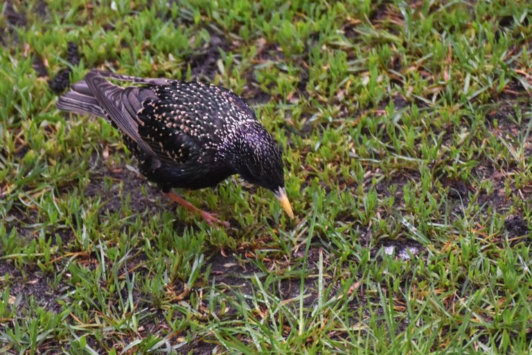 Starlings garden 5.jpg