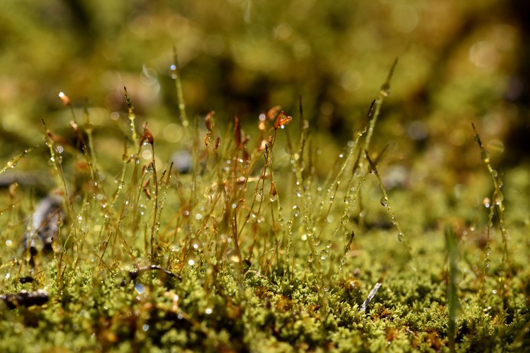 moss drops macro 4.jpg