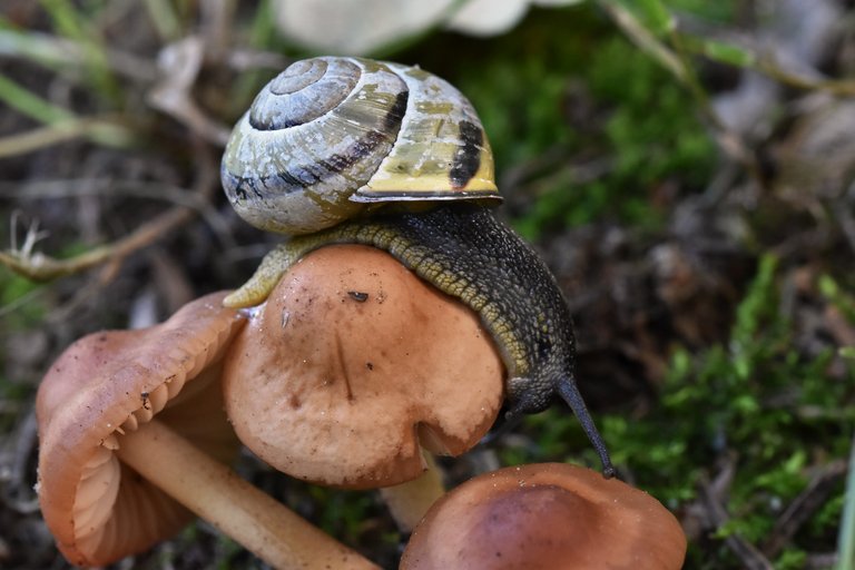 snail mushroom garden  4.jpg
