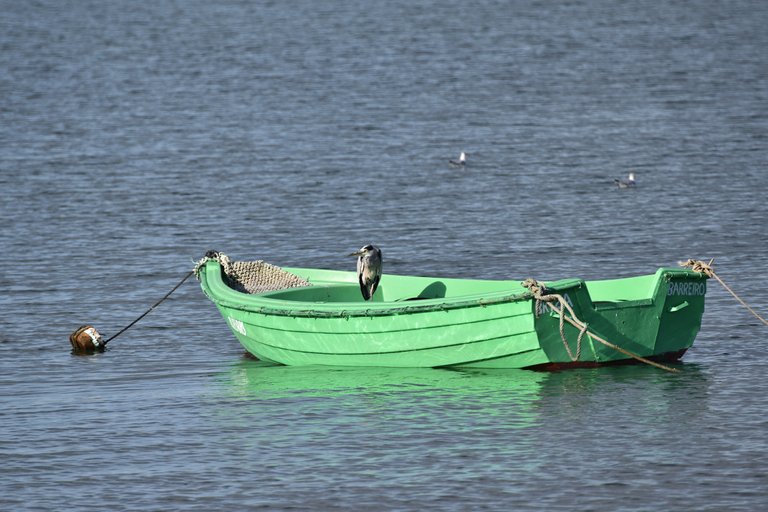 heron green boat.jpg