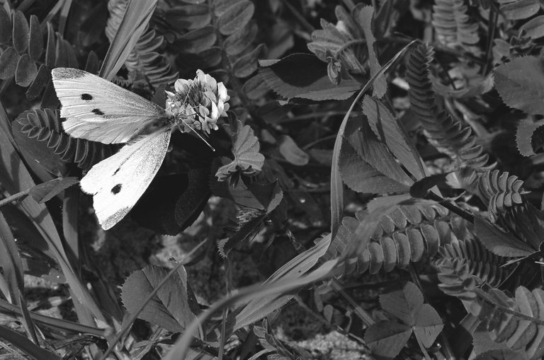 butterfly clover flower bw .jpg