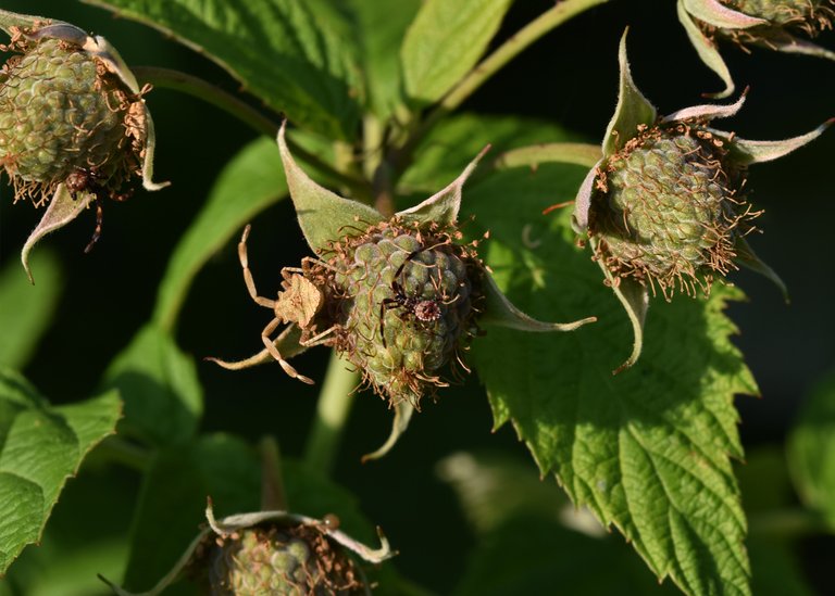 Coreus marginatus raspberry bug 10.jpg