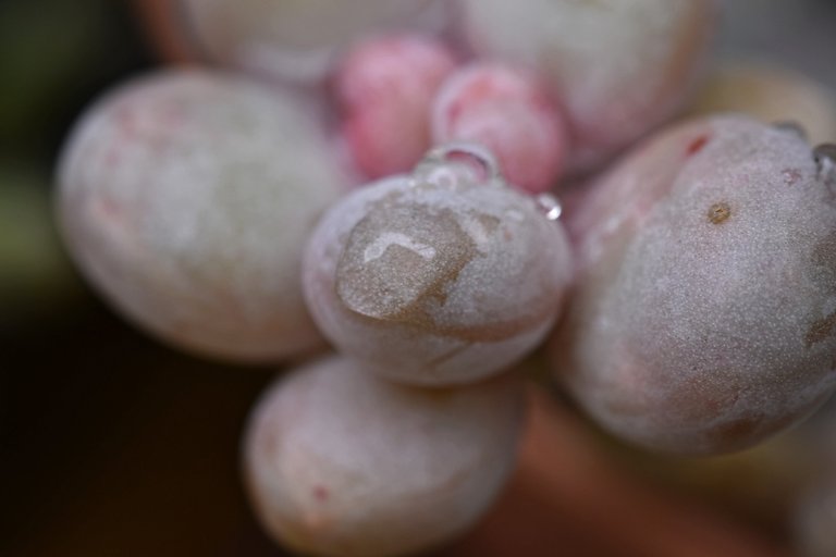 Pchyphytum Oviferum waterdrops 2.jpg