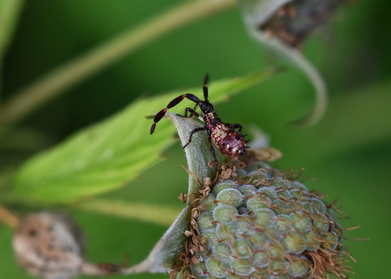 Coreus marginatus raspberry bug  3.jpg