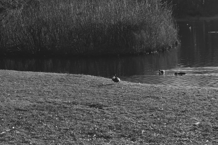 swans pond wro bw 3.jpg