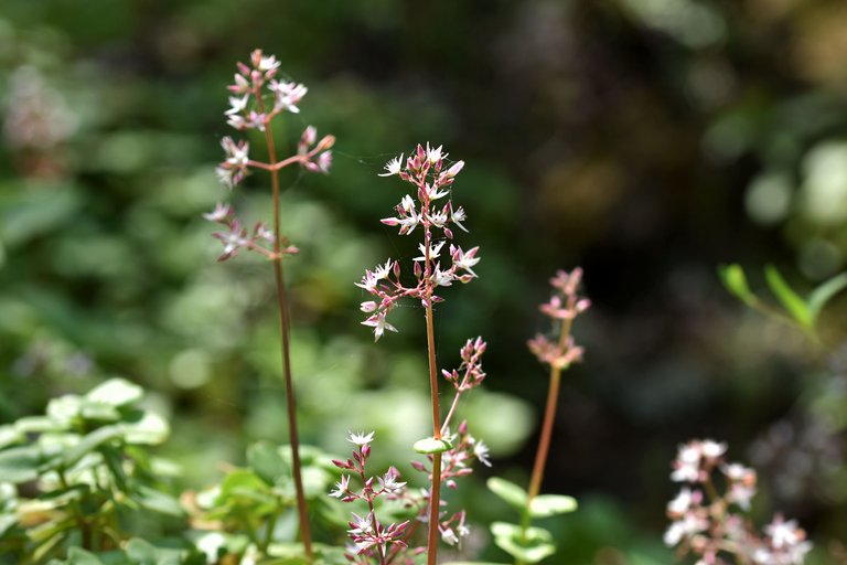 Crassula multicava succulent flower 4.jpg