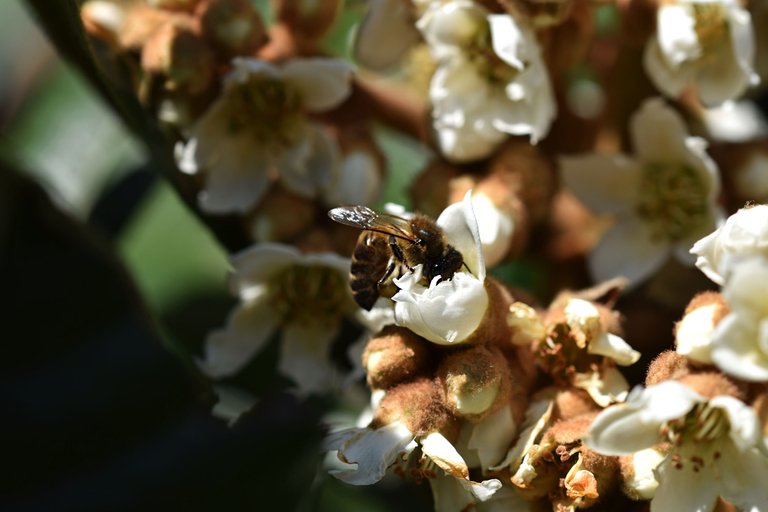 bee loquat flowers 7.jpg