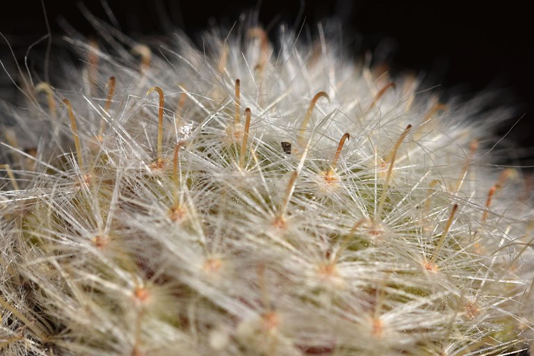 mammillaria glassi spines.jpg