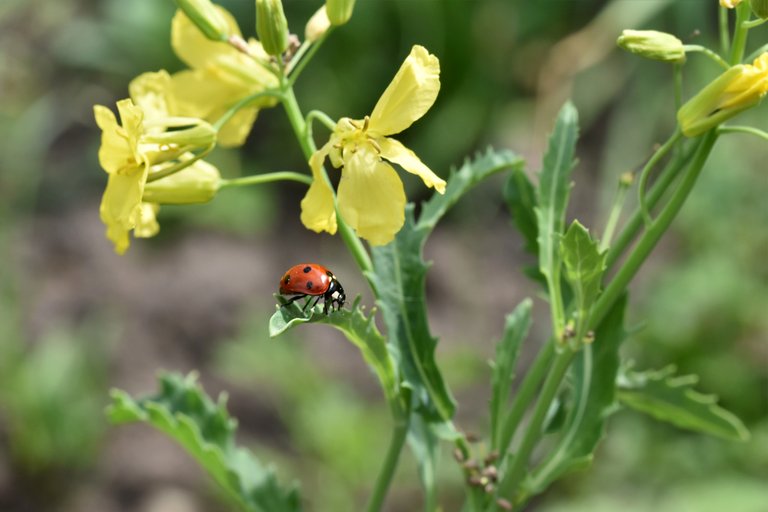 Ladybird bug garden 1.jpg