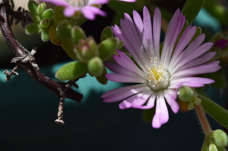 Drosanthemum flowers 5.jpg