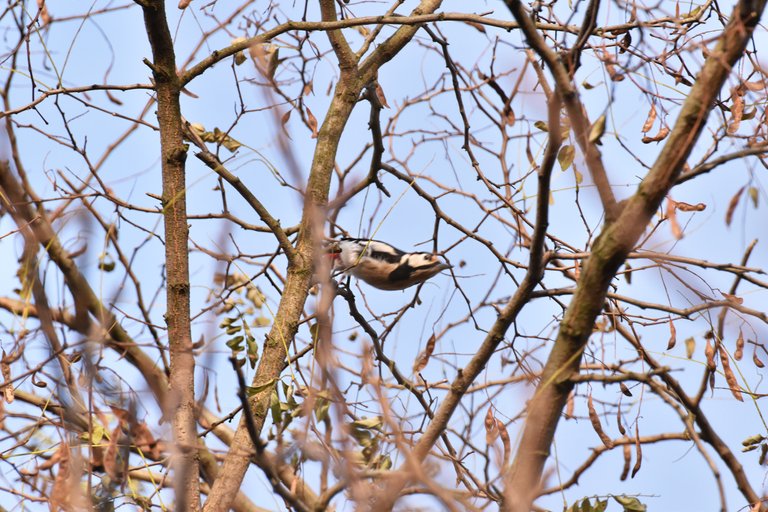 Great Spotted Woodpecker 8.jpg