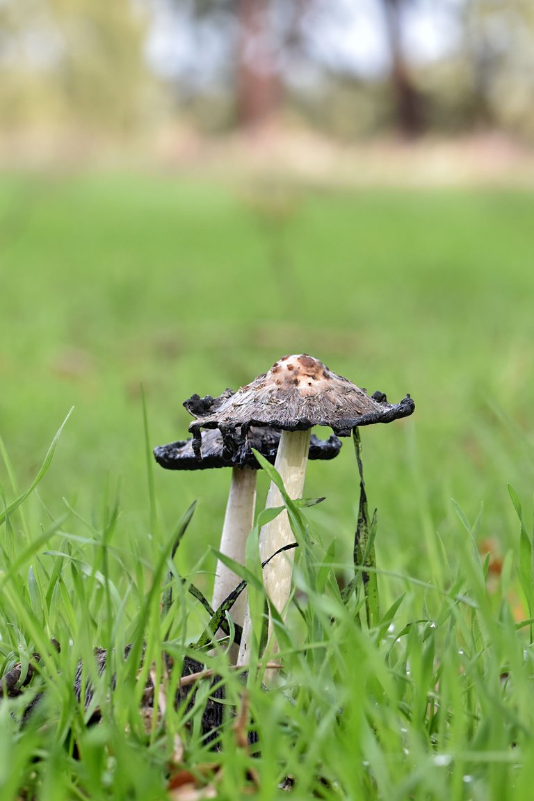 Ink cap mushrooms countryside 2.jpg