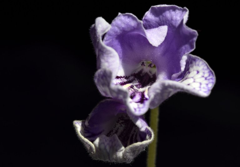Streptocarpus light purple flower.jpg