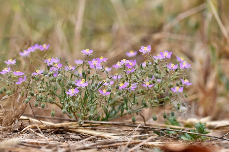 Spergularia rubra purple wildflower 5.jpg