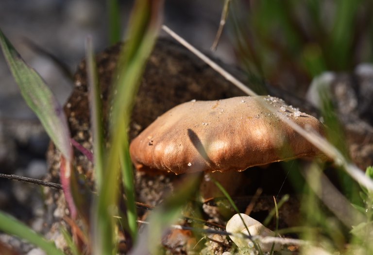 mushrooms bark sand 4.jpg