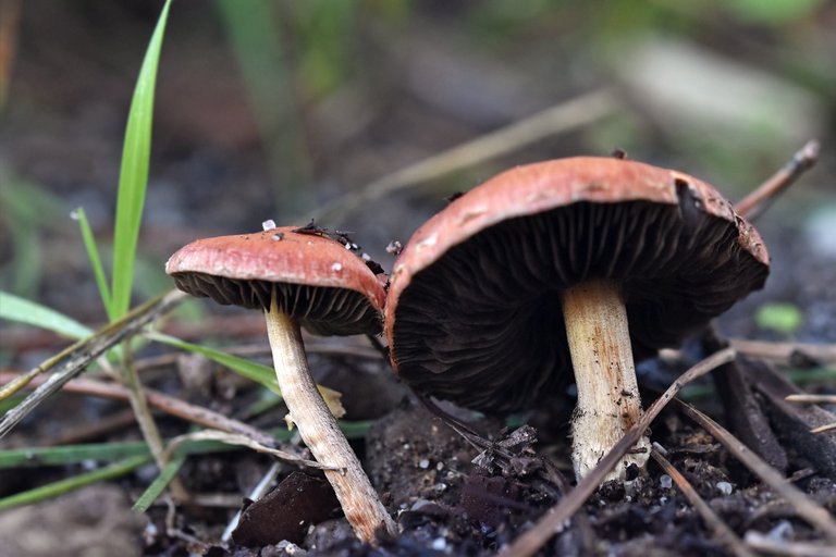 mushrooms no id park 7.jpg