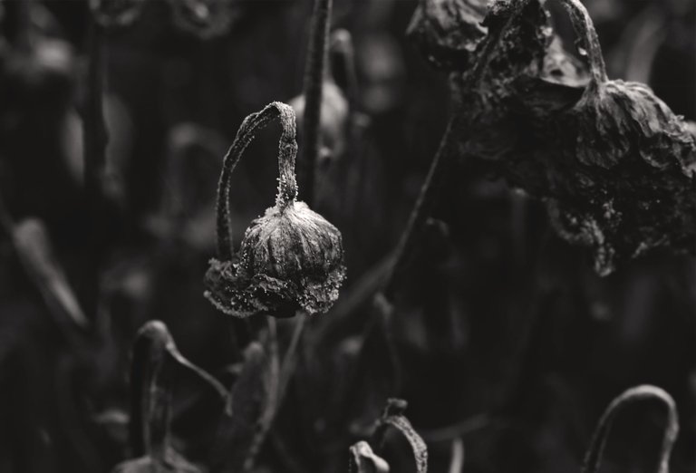 chrysanthemum drystuff bw 6.jpg