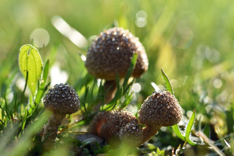 mushrooms park waterdrops 3.jpg