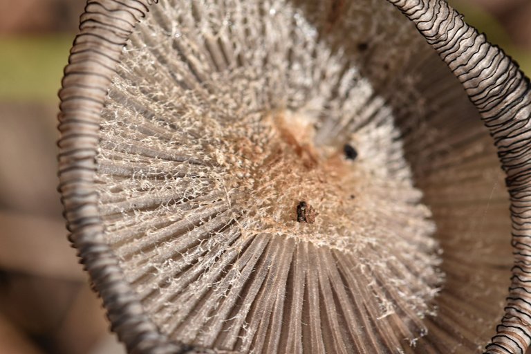 Coprinus lagopus ink mushrooms 4.jpg