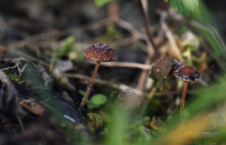 small mushrooms bark chips 3.jpg