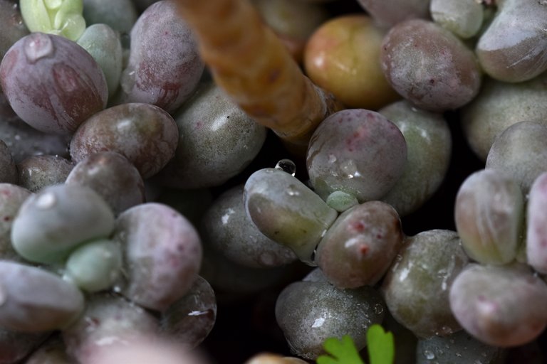 Pchyphytum Oviferum waterdrops 1.jpg