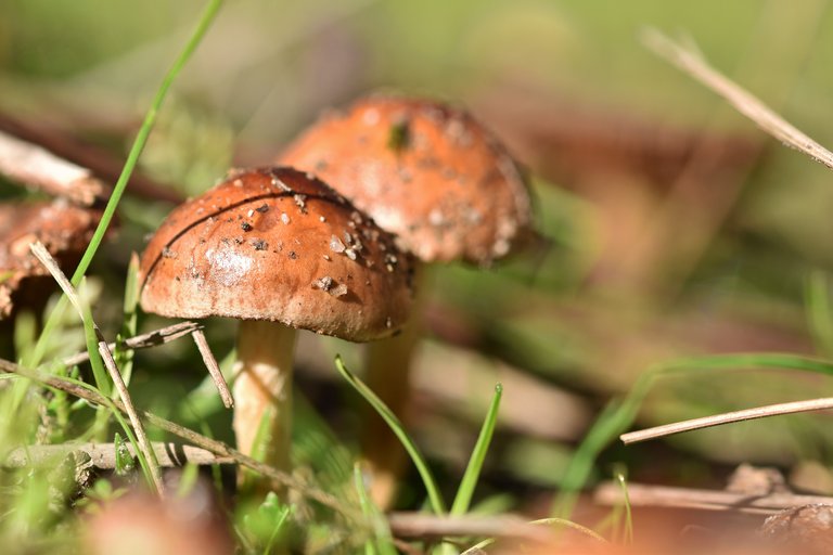 brown mushrooms sunny 5.jpg