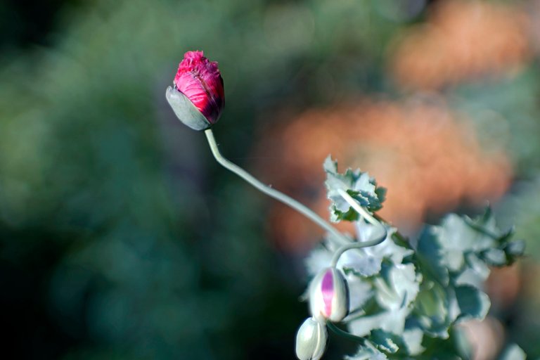 poppy buds garden jupiter 1.jpg