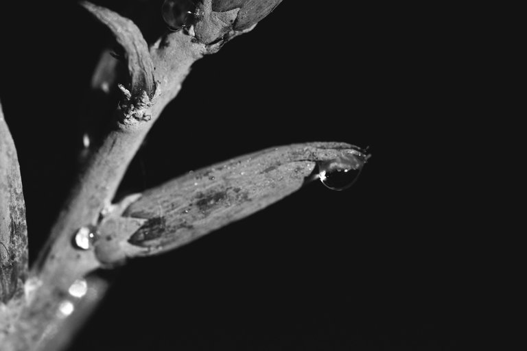 Adromischus festivus flowers bw 1.jpg