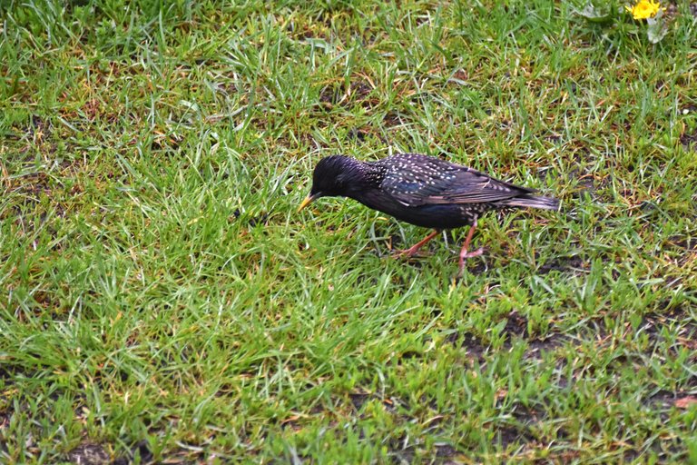 Starlings garden 3.jpg