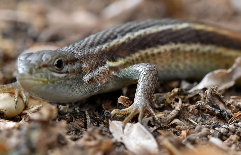 Psammodromus algirus lizard 6.jpg