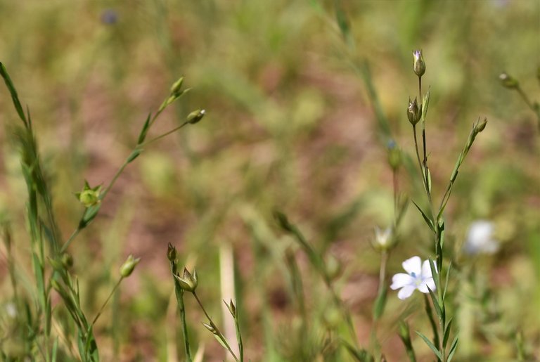 Flaxseed flowers lawn 5.jpg