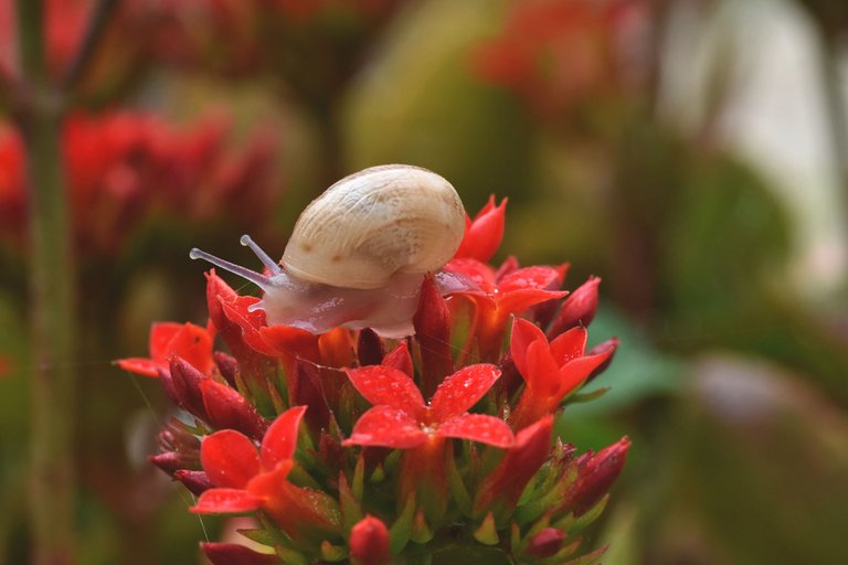 Snail Kalanchoe flowers 3.jpg