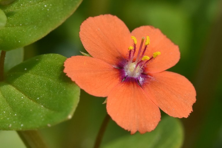 wildflower orange Anagallis arvensis 5.jpg
