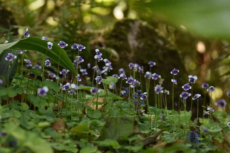 Viola hederacea violet 11.jpg