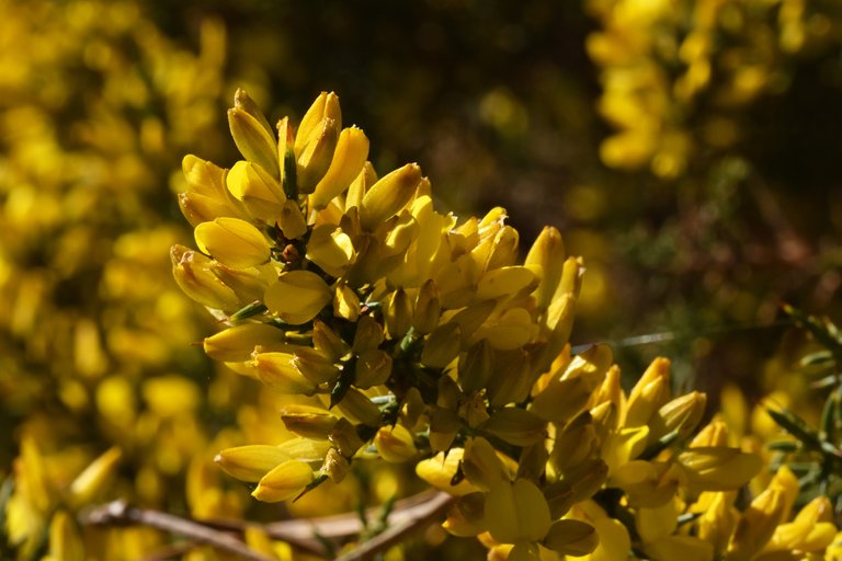Ulex gorse bush flowers yellow 2.jpg