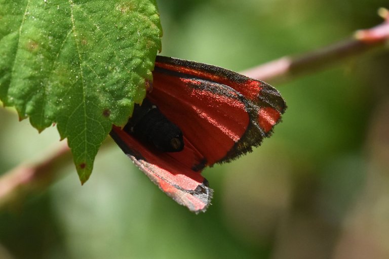 Cinnabar moth 2.jpg