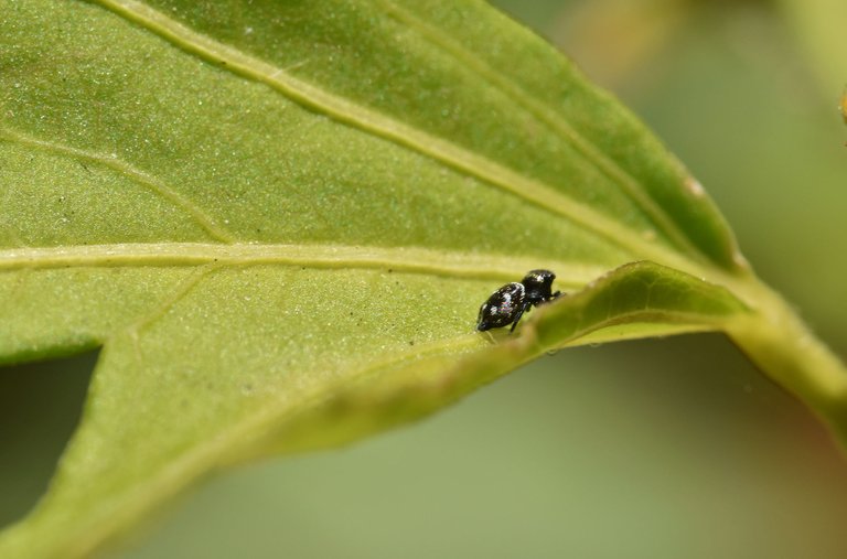 Jumping spider black 2.jpg