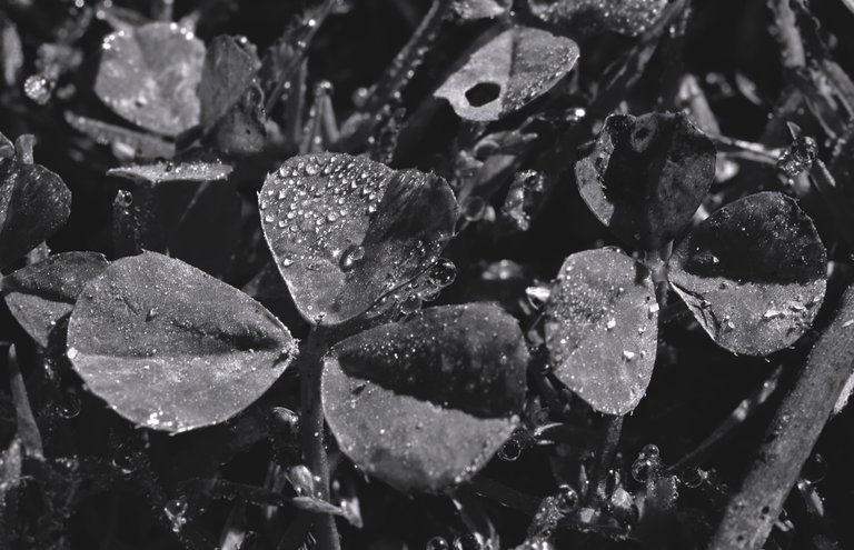 Waterdrops clover bokeh.jpg