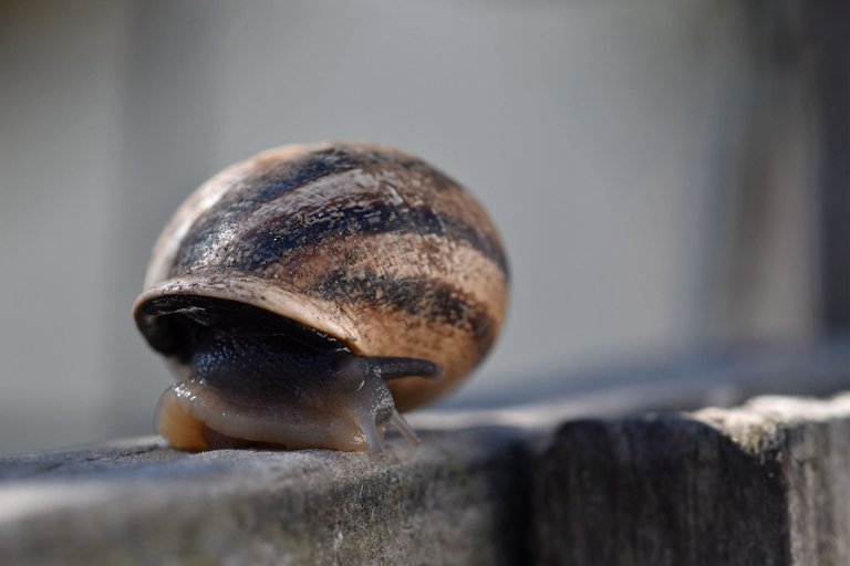 snail fence 4.jpg