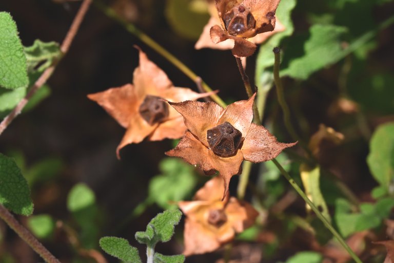 Cistus drystuff pods 3.jpg