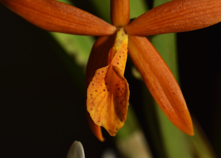 Procatavola Golden Peacock single bloom 5.jpg