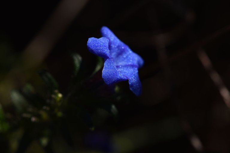 Lithodora prostrata blue wildflower 5.jpg