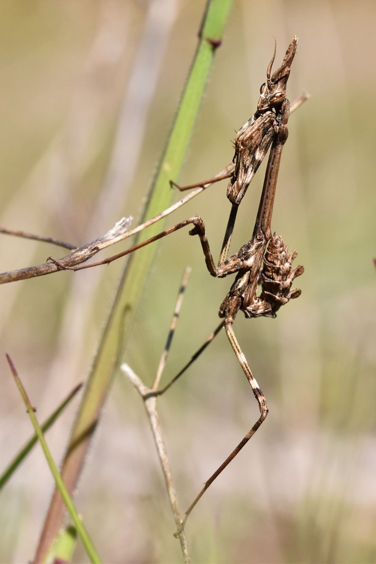 Praying mantis Empusa pennata 5.jpg