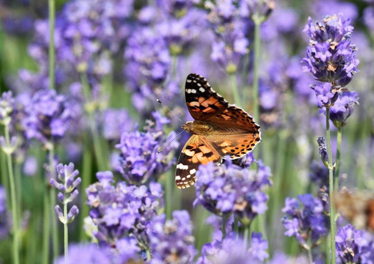 Painted Lady butterfly lavender 2.jpg