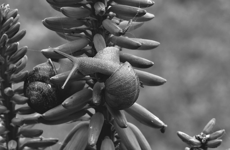 snail aloe flowers bw 2.jpg