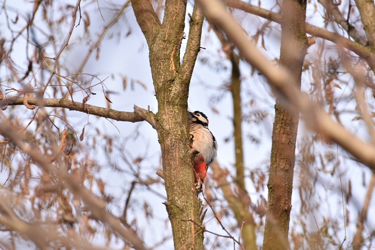 Great Spotted Woodpecker 7.jpg