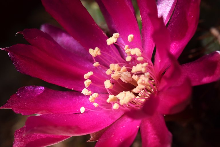 Sulcorebutia frankiana flower 2020 1.jpg