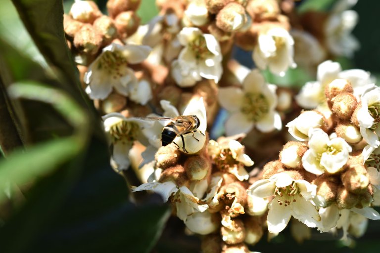 bee loquat flowers 3.jpg