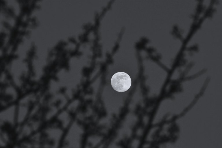 moon branches bw 1.jpg